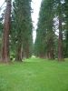 Giant Sequoia trees at Benmore Gardens